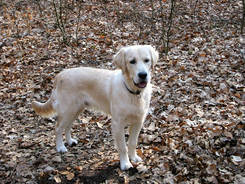 Golden Retriever